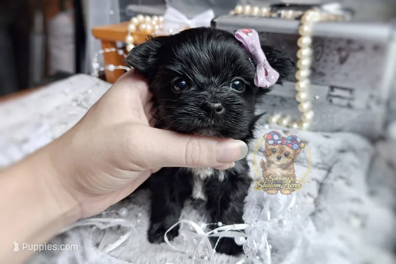 Rare Korean Moana  – Morkie puppy for sale in Barren Springs, VA