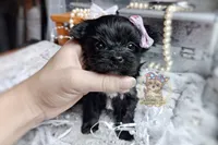 Rare Korean Moana , a female Morkie for sale in Barren Springs, VA – 1 of 5