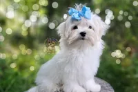 Korean Babydoll Heimerdinger , a male Havamalt for sale in Barren Springs, VA – 3 of 6