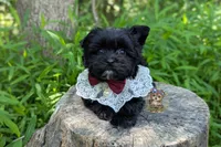 Rare Korean Moana , a female Morkie for sale in Barren Springs, VA – 2 of 10