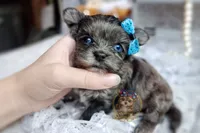 Rare Korean Merle Maui , a male Morkie for sale in Barren Springs, VA – 1 of 9