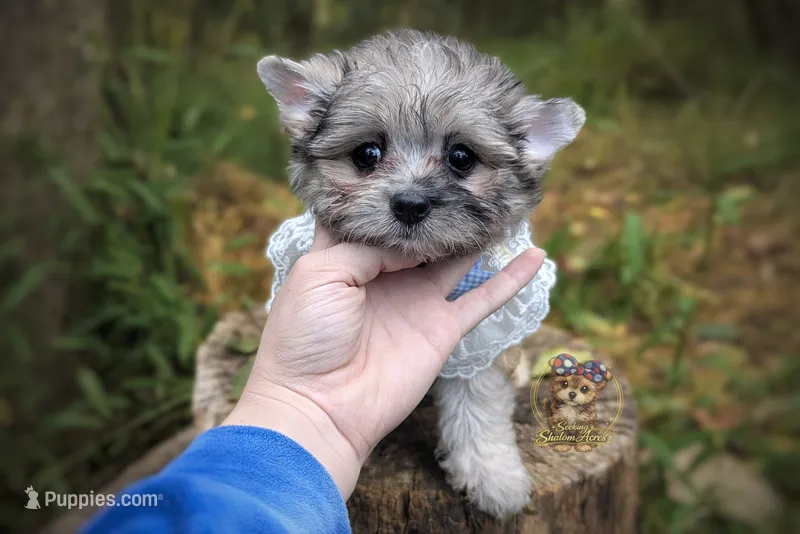 Rare Merle Beacon – Morkie puppy for sale in Barren Springs, VA