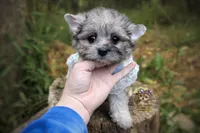 Rare Merle Beacon, a male Morkie for sale in Barren Springs, VA – 1 of 4
