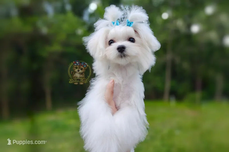 Korean Teddybear Snowball – Maltese puppy for sale in Barren Springs, VA
