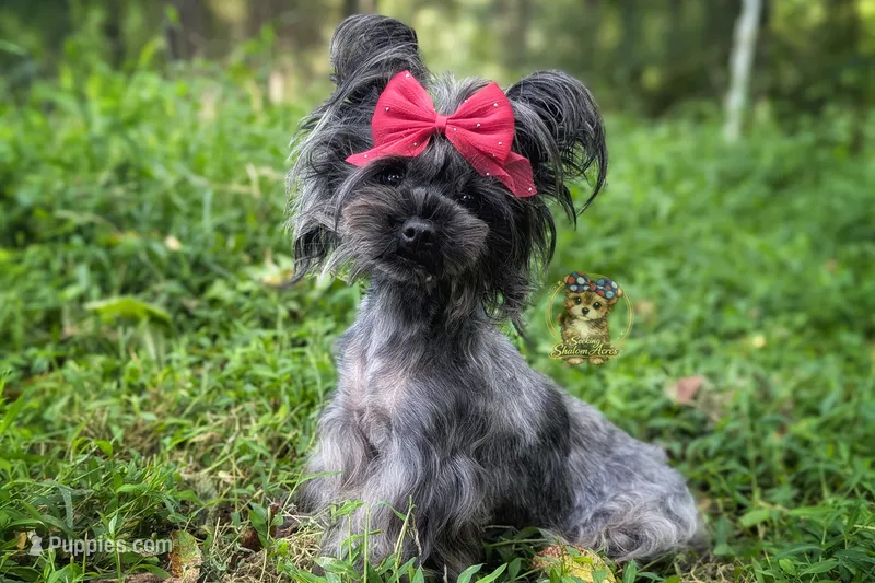Rare Russian Silver Mithril  – Yorkshire Terrier puppy for sale in Barren Springs, VA