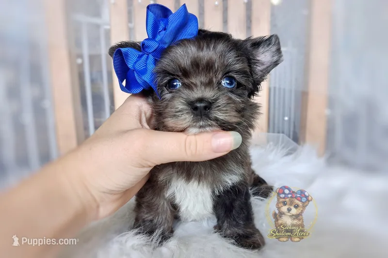 Rare Korean Merle Maui  – Morkie puppy for sale in Barren Springs, VA