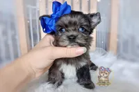 Rare Korean Merle Maui , a male Morkie for sale in Barren Springs, VA – 1 of 10