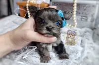 Rare Korean Merle Maui , a male Morkie for sale in Barren Springs, VA – 6 of 9