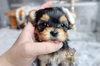 Korean Tala , a female Morkie for sale in Barren Springs, VA – 2 of 5
