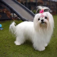 Upcoming Korean Maltese, a  Maltese for sale in Barren Springs, VA – 7 of 8