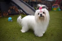 Upcoming Korean Maltese, a  Maltese for sale in Barren Springs, VA – Photo 7 of 8