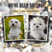 Upcoming Korean Maltese, a  Maltese for sale in Barren Springs, VA – 1 of 8