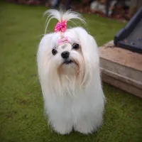 Upcoming Korean Maltese, a  Maltese for sale in Barren Springs, VA – 6 of 8
