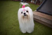 Upcoming Korean Maltese, a  Maltese for sale in Barren Springs, VA – Photo 6 of 8