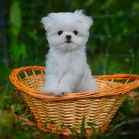 Upcoming Korean Maltese, a  Maltese for sale in Barren Springs, VA – 3 of 8
