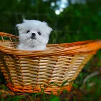 Upcoming Korean Maltese, a  Maltese for sale in Barren Springs, VA – 4 of 8