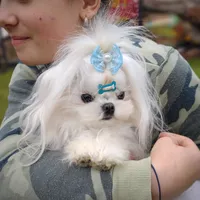 Upcoming Korean Maltese, a  Maltese for sale in Barren Springs, VA – 5 of 8