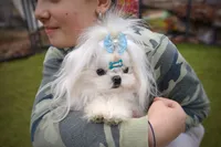 Upcoming Korean Maltese, a  Maltese for sale in Barren Springs, VA – Photo 5 of 8