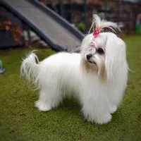 Upcoming Korean Maltese, a  Maltese for sale in Barren Springs, VA – 8 of 8