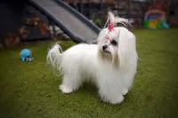 Upcoming Korean Maltese, a  Maltese for sale in Barren Springs, VA – Photo 8 of 8