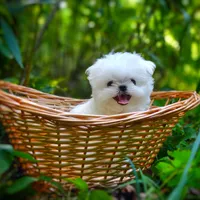 Upcoming Korean Maltese, a  Maltese for sale in Barren Springs, VA – 2 of 8