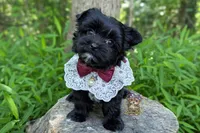 Rare Korean Moana , a female Morkie for sale in Barren Springs, VA – 4 of 10