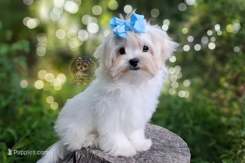 Korean Babydoll Heimerdinger  – Havamalt puppy for sale in Barren Springs, VA
