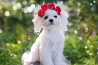 Korean Teddybear Snowball, a male Maltese for sale in Barren Springs, VA – 2 of 9
