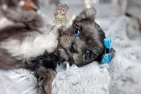 Rare Korean Merle Maui , a male Morkie for sale in Barren Springs, VA – 4 of 9
