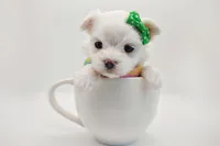 Korean Snowball, a male Maltese for sale in Barren Springs, VA – Photo 3 of 10