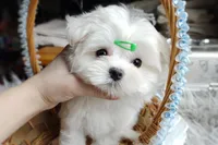 Korean Snowball, a male Maltese for sale in Barren Springs, VA – Photo 2 of 10
