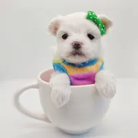 Korean Snowball, a male Maltese for sale in Barren Springs, VA – Photo 6 of 10