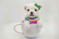 Korean Snowball, a male Maltese for sale in Barren Springs, VA – Photo 1 of 10