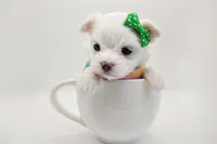 Korean Snowball, a male Maltese for sale in Barren Springs, VA – Photo 4 of 10