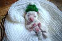 Korean Snowball, a male Maltese for sale in Barren Springs, VA – Photo 10 of 10