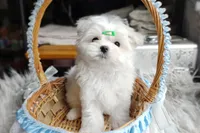 Korean Snowball, a male Maltese for sale in Barren Springs, VA – Photo 3 of 10