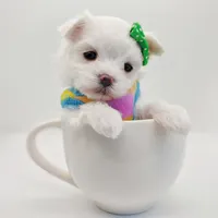 Korean Snowball, a male Maltese for sale in Barren Springs, VA – Photo 7 of 10