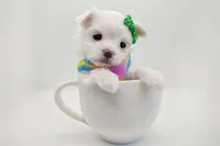 Korean Snowball, a male Maltese for sale in Barren Springs, VA – Photo 5 of 10