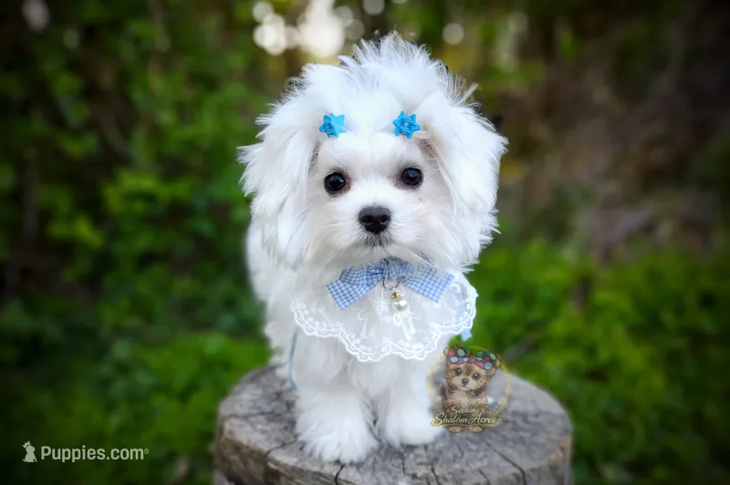Korean Snowball – Maltese puppy for sale in Barren Springs, VA