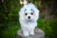 Korean Snowball, a male Maltese for sale in Barren Springs, VA – 1 of 10