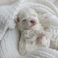 Korean Snowball, a male Maltese for sale in Barren Springs, VA – Photo 9 of 10