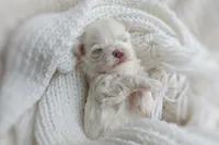 Korean Snowball, a male Maltese for sale in Barren Springs, VA – Photo 7 of 10