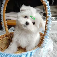 Korean Snowball, a male Maltese for sale in Barren Springs, VA – Photo 1 of 10