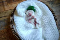 Korean Snowball, a male Maltese for sale in Barren Springs, VA – Photo 9 of 10