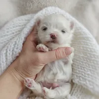 Korean Snowball, a male Maltese for sale in Barren Springs, VA – Photo 8 of 10