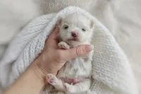 Korean Snowball, a male Maltese for sale in Barren Springs, VA – Photo 6 of 10