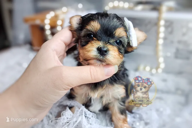 Korean Tala  – Morkie puppy for sale in Barren Springs, VA