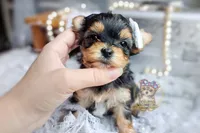 Korean Tala , a female Morkie for sale in Barren Springs, VA – 1 of 5