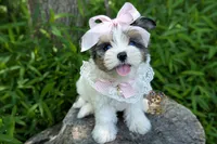 Korean Blue Eyed Sina, a female Morkie for sale in Barren Springs, VA – 2 of 10