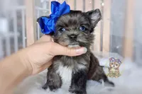 Rare Korean Merle Maui , a male Morkie for sale in Barren Springs, VA – 4 of 10
